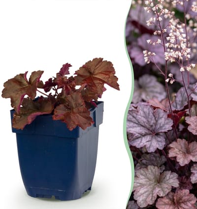 Green boutiQ - Vasteplant - Heuchera micr. Palace Purple - Purperklokje - Schaduw - Paars - 6 Planten - Pot 11cm - Hoogte 15-25cm