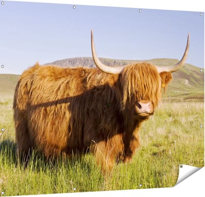 Gards Tuinposter Schotse Hooglander Koe - Kleur - 150x120 cm - Tuindoek - Tuindecoratie - Wanddecoratie buiten - Tuinschilderij