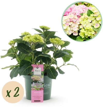Green boutiQ - Terrasplant - Hortensia - Hydrangea Magical Jewel Pink - Roze - 6-10 Bloemen - 2 Planten - Pot 23cm Hoogte 55cm