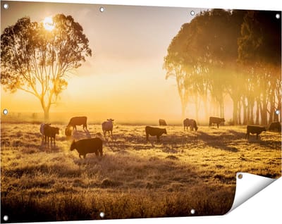 Gards Tuinposter Kudde Koeien in de Wei met Zonsopkomst - 120x80 cm - Tuindoek - Tuindecoratie - Wanddecoratie buiten - Tuinschilderij