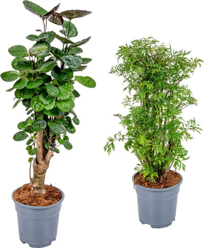 Bloomique - Set van 2 Polyscias - Fabian & Fruticosa - Aralia - Diervriendelijk - Kamerplanten - Hoogte 50-70 cm - Pot 17 cm
