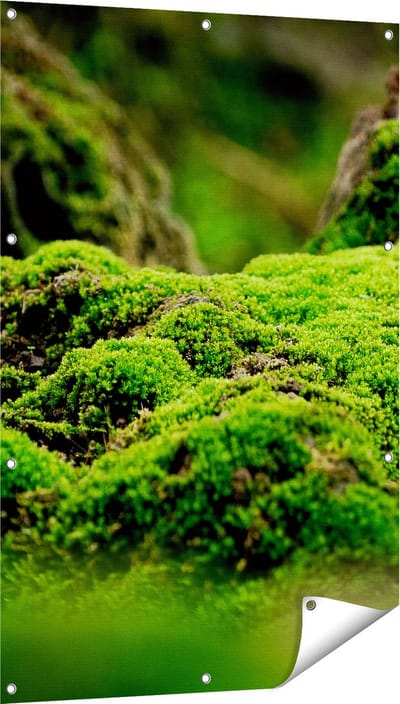 Gards Tuinposter Groen Mos - 80x120 cm - Tuindoek - Tuindecoratie - Wanddecoratie buiten - Tuinschilderij