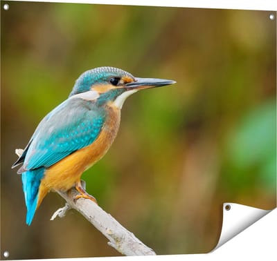 Gards Tuinposter Blauwe IJsvogel op een Tak - 100x80 cm - Tuindoek - Tuindecoratie - Wanddecoratie buiten - Tuinschilderij