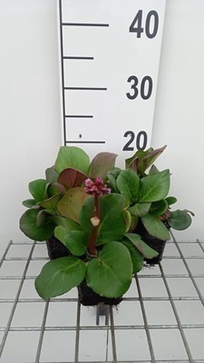6x Schoenlappersplant - Bergenia cord. 'Rotblum' | 9x9 cm pot