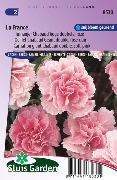 Sluis Garden - Tuinanjer, Anjer Chabaud La France (Dianthus)