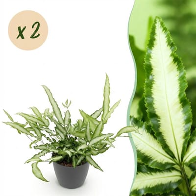 Plantenboetiek.nl | Pteris cretica Albolineata - Lintvaren - Huisdiervriendelijke Plant - Groen - 2 Planten - met Potter Grijs - Ø12cm - 20cm hoog - Kamerplant - Arrangement - Plant met pot