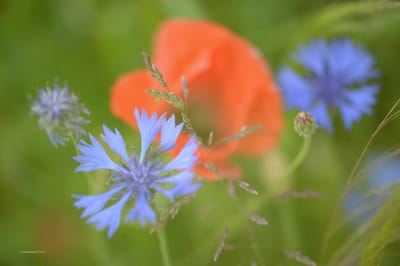 Fotobehang klaprozen en korenbloemen 250 x 260 cm - € 175,--