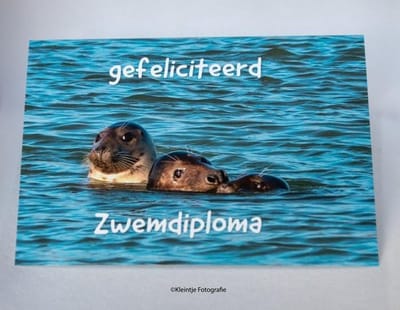 Zeehondjes Zwemdiploma – Natuurfotografie kaart | Kleintje Fotografie