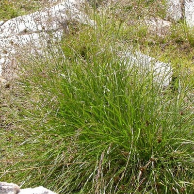 Goudsluier smele (Deschampsia cesp. Goldschleier) - Siergras, Ruwe Smele Goldschleier - Deschampsia cespitosa (Potplant)