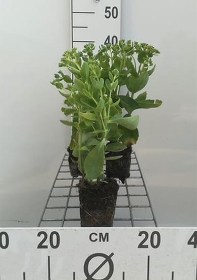 6x Vetkruid - Sedum hybr. 'Herbstfreude' (syn. 'autumn joy') | 9x9 cm pot
