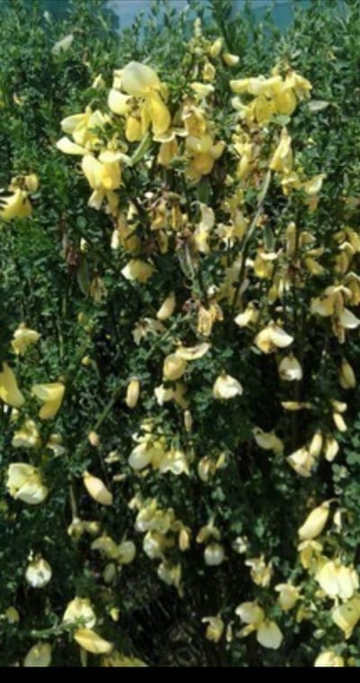 2 x Cytisus scoparius - Brem , Geitenklaver 40- 60 cm in pot