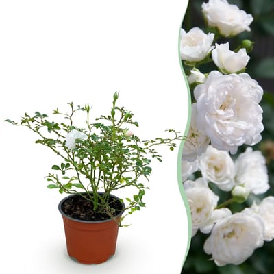 Green boutiQ - Tuin Roos - Rosa White Fairy - Roos - Winterhard - Wit - 1 Plant - Pot 12cm - Hoogte 20-25cm