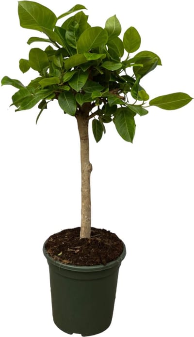 Ficus Altissimo variegata - kamervijg - 100 cm - binnenplant op stam - Ø21cm