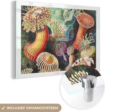 MuchoWow® Glasschilderij 60x40 cm - Schilderij acrylglas - Ernst Haeckel - Anemoon - Retro - Natuur - Planten - Zee - Foto op glas - Schilderijen