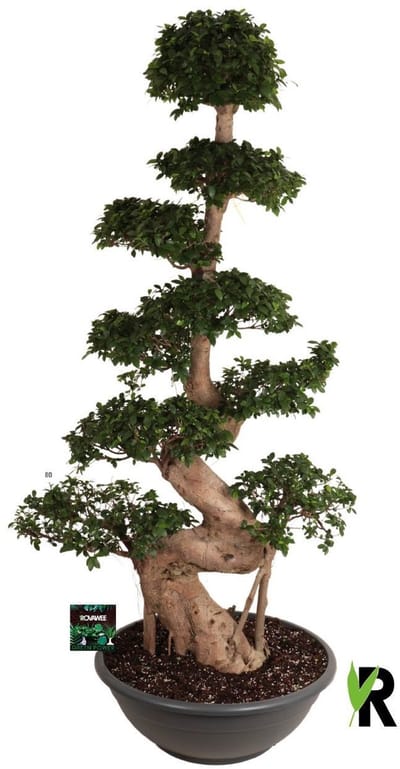 Ficus Microcarpa S-type XXL in kunststof sierschaal 230 cm - Kamerplant - Potmaat Ø80 cm