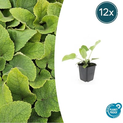 Trendyplants - Phlomis russeliana - 12 stuks - Brandkruid - Winterhard - Hoogte 10-30 cm - Potmaat Ø9cm