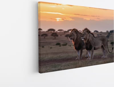 Saammp Canvas Schilderij - Leeuwen in de serangeti - Dieren - Natuur - 45x30 - Foto op canvas - Wanddecoratie - Muurdecoratie Woonkamer - Slaapkamer decoratie - Canvas Print
