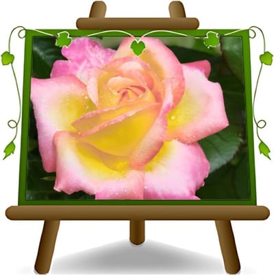 Rozen Plant - Bloeiende plant - Tuindecoratie - Geurende bloemen - 19x19 cm vaas - Aquarel