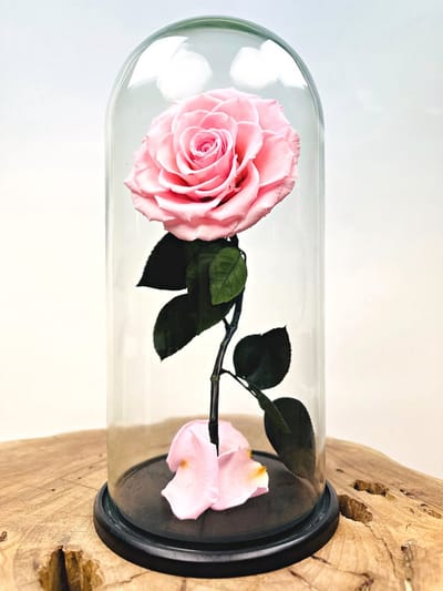Longlife Roos ‘roze’ in stolp | Eeuwige Roos | Prachtige en unieke gift | Perfect om jouw geliefde mee te verrassen