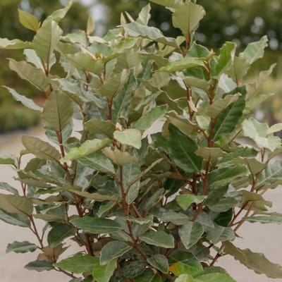 Olijfwilg - Elaeagnus ebbingei 'Compacta' - 40-50 cm
