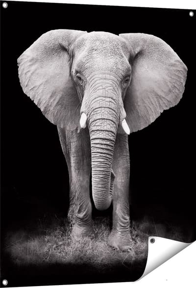 Gards Tuinposter Olifant - Zwart Wit - 80x100 cm - Tuindoek - Tuindecoratie - Wanddecoratie buiten - Tuinschilderij