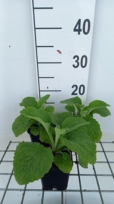 6x Vingerhoedskruid - Digitalis purp. 'Sutton's Apricot' | 9x9 cm pot