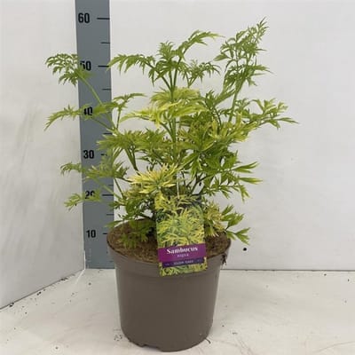 Arbustes de haie - Un ensemble 1 - Sambucus nigra Golden Tower - (5L) 30-40 cm