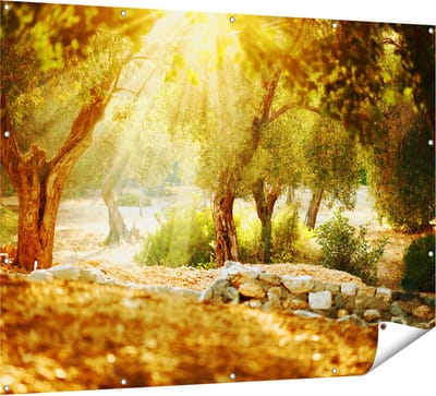 Gards Tuinposter Olijfbomen - Olijfboomgaard - 160x120 cm - Tuindoek - Tuindecoratie - Wanddecoratie buiten - Tuinschilderij