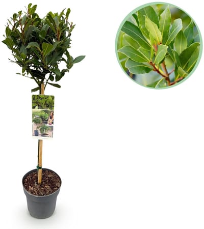 Green boutiQ - Tuinplant - Laurus nobilis - Plant op stam - Terras Plant - Bladhoudend - Weinig Onderhoud - Pot 19cm Hoogte 90cm