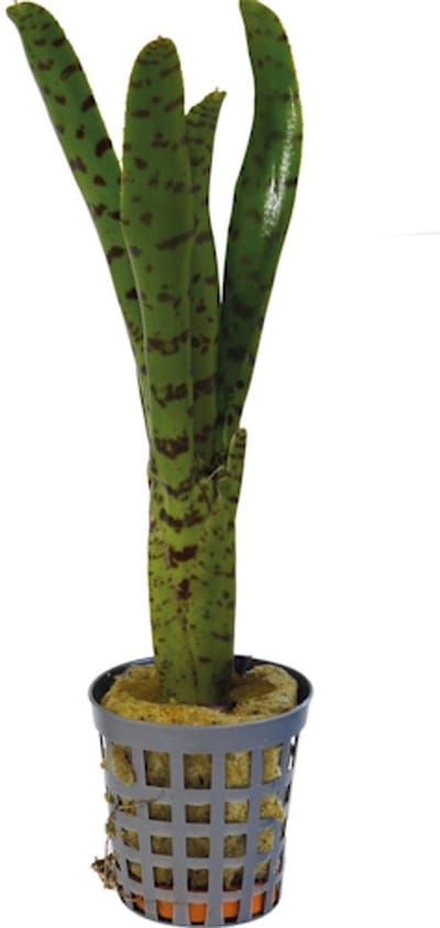 Aquafleur Neoregelia Punctatissima