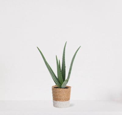 Aloë Vera in siermand Amber wit – vetplant – eenvoudig te onderhouden - 35-45cm - Ø13 – geleverd met plantenpot – vers uit de kwekerij