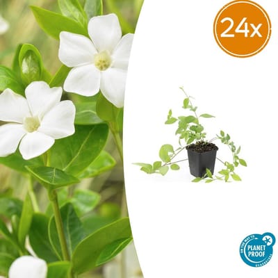 Trendyplants - Vinca major 'Alba' - 24 stuks - Grote Maagdenpalm - Winterhard - Hoogte 10-30 cm - Potmaat Ø9cm