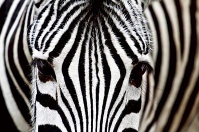 Fotobehang - Zebra 375x250cm - Vliesbehang