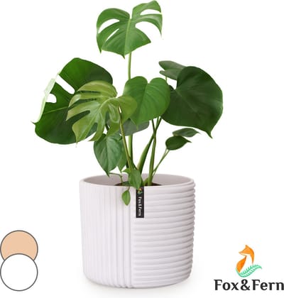 Fox & Fern Bloempot met stop, Bloempot groot voor binnen/buiten, Sierpot UV- & vorstbestendig, Polystone-bloempotten wit, Bloempot 28,5 cm diameter, Grote plantenpot voor kamerplanten