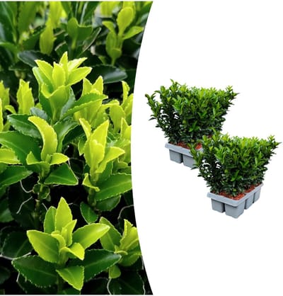 Tuinplantenshop.com | Euonymus 'Green Spire' | 12 stuks - Ø15cm - 15cm hoog