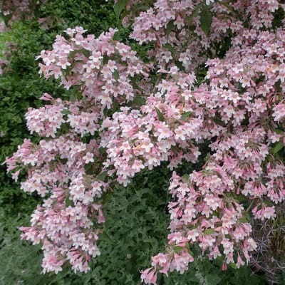Set van 4 Koninginnenstruiken - Kolkwitzia amabilis 'Pink Cloud' - Lichtroze bloem - 9cm pot