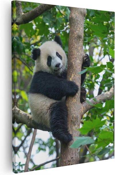 Artaza Canvas Schilderij Panda In Boom - 40x50 cm - Wanddecoratie Bos - Muurdecoratie Dieren - Kamer Accessoires Woonkamer