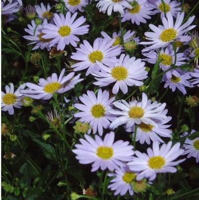 Kleine margriet (Kalimeris incisa) - Blue Star - Zomeraster - Snijbloemen - Vaste planten - bloeit in Juni / Juli / Augustus / September