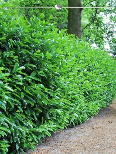 Laurier Prunus Novita 120-140 cm, 15x Haagplant