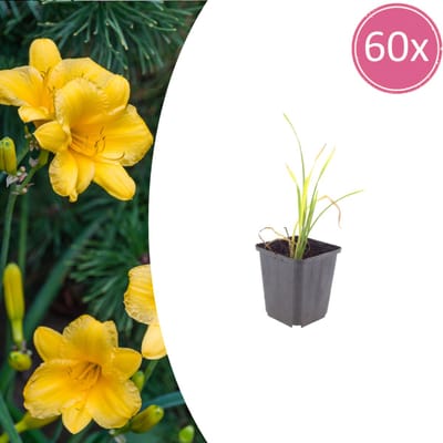 Tuinplantenshop.com | Hemerocallis 'Stella de Oro' | 60 stuks - Ø9cm - 10-25cm hoog - Tuinplant