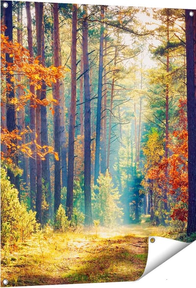 Gards Tuinposter Herfstbos met Zonneschijn - Kleur - 80x100 cm - Tuindoek - Tuindecoratie - Wanddecoratie buiten - Tuinschilderij