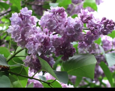 Syringa vulg. 'Michel Buchner' - Gewone Sering , Vaak Ook Verkeerdelijk Jasmijn Genoemd 60- 70 cm in pot