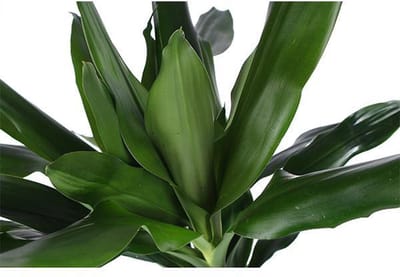 Dracaena Janet Lind Ø24cm 120cm in Albury NATURAL mand