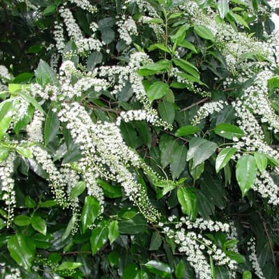 Pruim (Prunus) - lusitanica Angustifolia - Portugese laurier - Vaste planten - Groenblijvend - Haagplanten - Voorjaarsbollen - bloeit in Mei / Juni