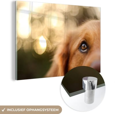 ® Glasschilderij 180x120 cm - Schilderij acrylglas - De twinkeling in het oog van de Golden Retriever - Foto op glas - Muurdecoratie woonkamer - Wanddecoratie slaapkamer - Schilderijen