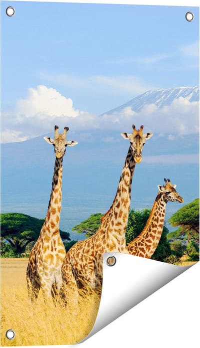 Gards Tuinposter Drie Giraffes in de Savanne - 40x60 cm - Tuindoek - Tuindecoratie - Wanddecoratie buiten - Tuinschilderij