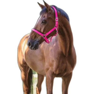 Halter Norton Fluo