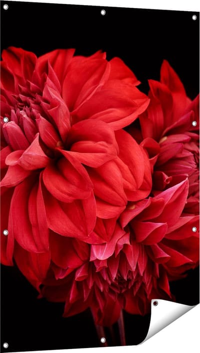 Gards Tuinposter Rode Dahlia Bloemen - 80x120 cm - Tuindoek - Tuindecoratie - Wanddecoratie buiten - Tuinschilderij