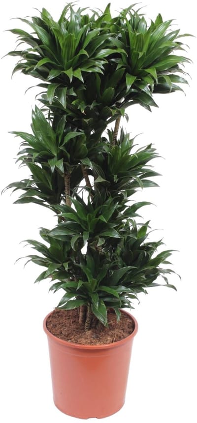 Dracaena Compacta - 140 cm - ø30