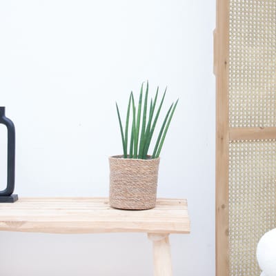 Sansevieria cylindrica 'Bacularis' - 40cm
